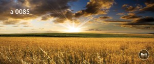 عکس گندم رادیاتور شیشه ای
